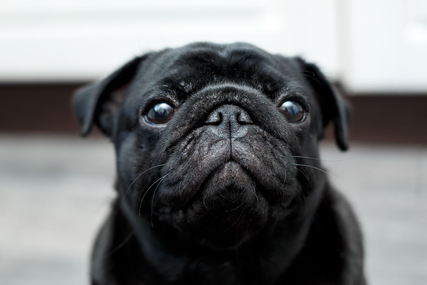 Gros plan adorable d'un carlin noir à l'intérieur, regardant directement l'objectif. - King Squishy