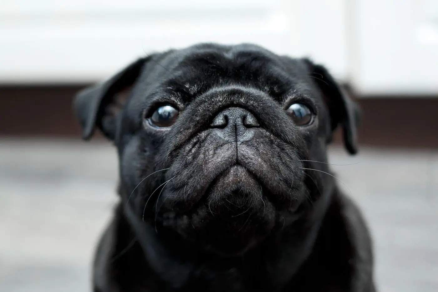 Adorable close-up of a black pug dog indoors, looking directly at camera. - King Squishy
