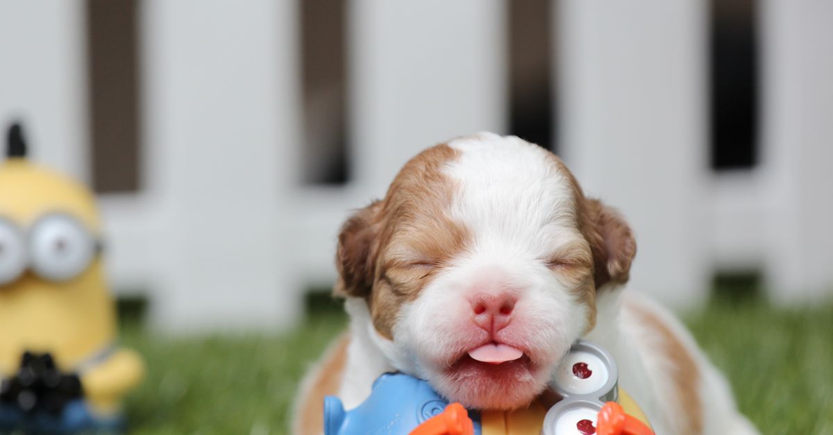 Un lindo cachorro yace sobre hierba verde rodeado de juguetes coloridos cerca de una valla. - King Squishy